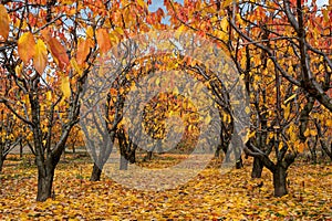 Fruit trees in Greece