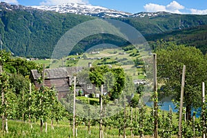 Fruit trees on the hills around the fjord of Hardanger, Norway