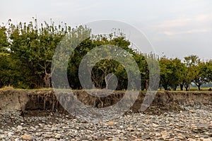 Fruit trees in the orchard damages due to flood and land erosion