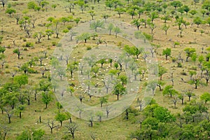 Fruit trees in orchard. Group of sheep for grazing. Czech landscape with animals. Sheep salve the grass. Nature among the trees. G