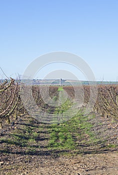 Fruit trees plantation on winter photo