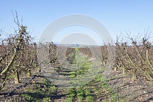 Fruit trees plantation on winter photo