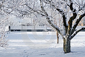 Fruit trees in a snow covered garden