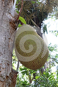 Fruit of tropical tree Artocarpus heterophyllus - Jack fruit hanging by a strong stem near the tree trunk. Large green fruit.