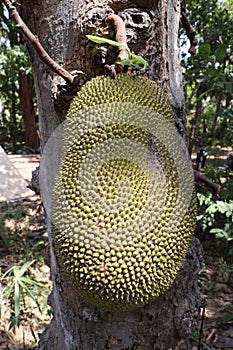 Fruit of tropical tree Artocarpus heterophyllus - Jack fruit hanging by a strong stem near the tree trunk. Large green fruit.