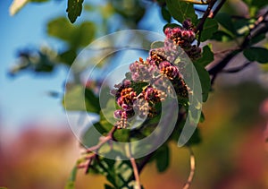 The fruit of Turpinia aromatica, also known as Rhus aromatica. The fruits are edible and have a tart flavor photo