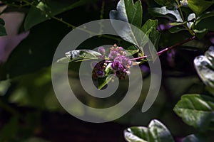 The fruit of Turpinia aromatica, also known as Rhus aromatica. The fruits are edible and have a tart flavor photo