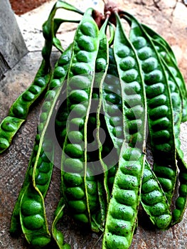 This green fruit is nicknamed the petai farmer photo
