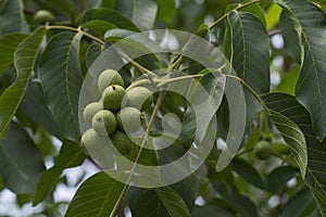 Fruit of a walnut, matures on a tree, walnut