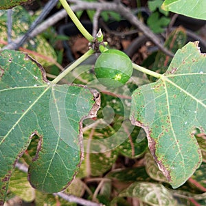 fruit that wants to be ready for harvest