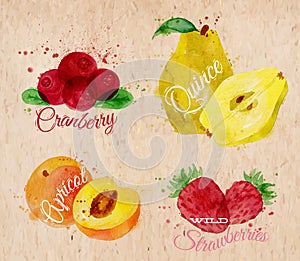 Fruit watercolor cranberry, quince, apricot, wild