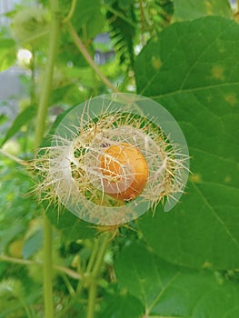 fruit west borneo