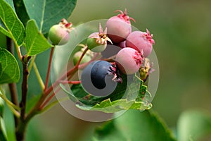 Fruit on Western Serviceberry Bush photo
