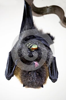 Fruitbat