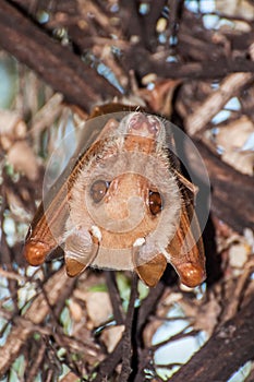 Fruitbat Resting