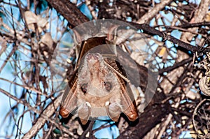 Fruitbat in Tree