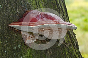 Fruitbody of Ganoderma lucidum