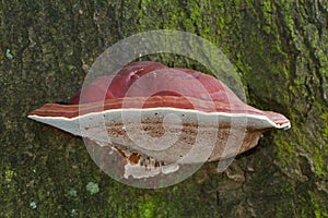 Fruitbody of Ganoderma lucidum