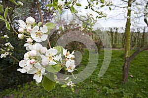 Fruitbomen; Orchards