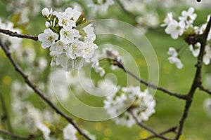 Fruitbomen; Orchards