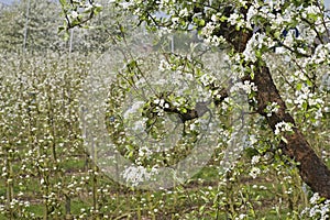 Fruitbomen; Orchards