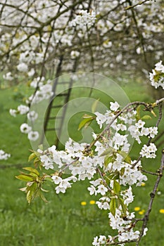 Fruitbomen; Orchards