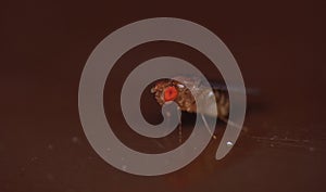 Fruitfly close up