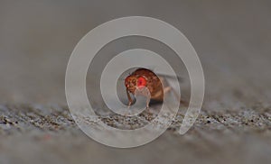 Fruitfly close up