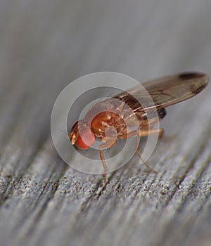 Fruitfly close up
