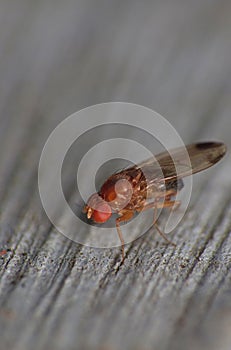Fruitfly close up