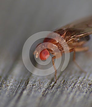 Fruitfly close up