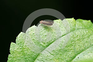 Fruitfly on green leaf, Drosophilidae, Pune, Maharashtra