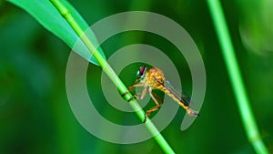 Fruitfly insect standing on a stem of green grass