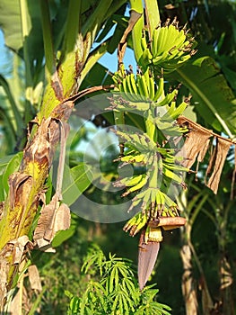 Fruitful Banana Tree