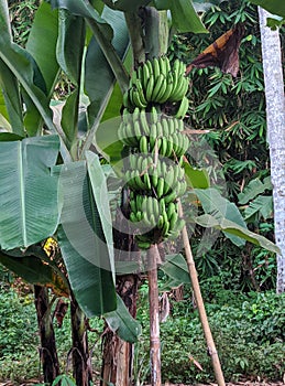fruitful banana trees in the garden