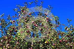 Fruitful branches of apple tree with red and purple apples on background of photo