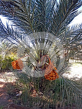 Fruitful branches of palm tree dates