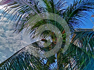 fruitful coconut tree