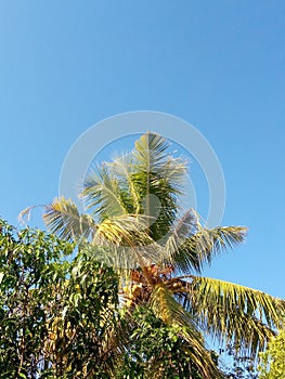 fruitful coconut trees with yellow-green leaves against a bright blue sky as a background