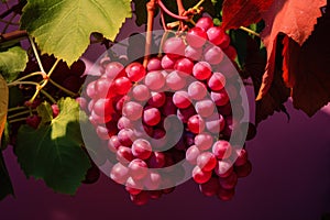 Fruitful Grape grow harvest sunset. Generate Ai