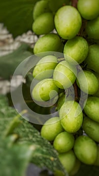 The fruitful green grapes are very beautiful... very sweet and full of vitamins.