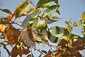 A fruitful tree with a guawa photo