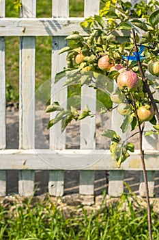 fruitful harvest on young apple tree