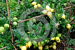 fruitful lemon plants