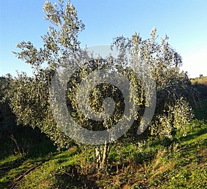 A fruitful olive tree .