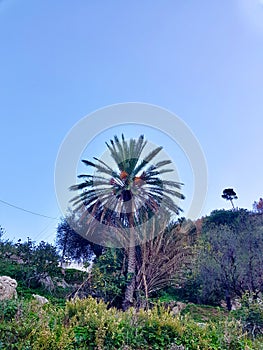 Fruitful palm tree in nature photo