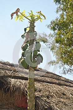 A fruitful papaya tree in a village