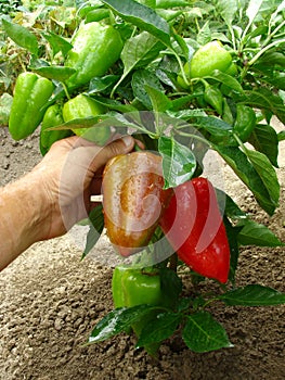 Fruitful pepper plant