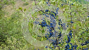 Fruitful plum tree in the street. Round, dark blue plums grow in abundance on the branches of a bent tree.