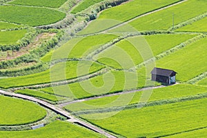 Fruitful rice fields from hills